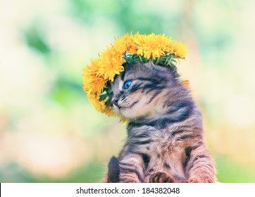 Cute little kitten crowned with a chaplet of dandelion