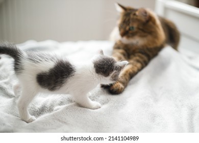 Cute Little Kitten Meeting With Big Cat Brother On Soft Bed. Adorable Scared Grey And White Kitty Looking At Maine Coon On Cozy Blanket In Bedroom. Adoption Concept