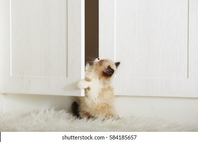 Cute Little Kitten Playing With Wardrobe Door At Home