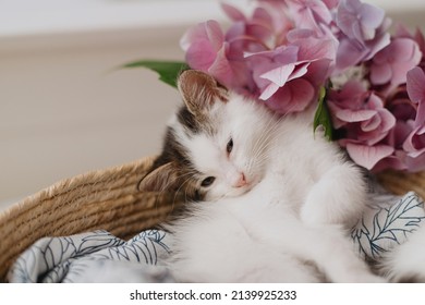 Cute little kitten relaxing in basket with beautiful pink flowers. Adorable sleepy grey and white kitty lying with hydrangea flowers in basket. Adoption concept - Shutterstock ID 2139925233
