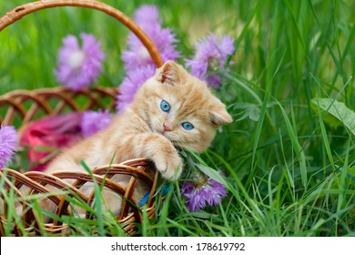 Cute little kitten sitting in a basket on the floral lawn