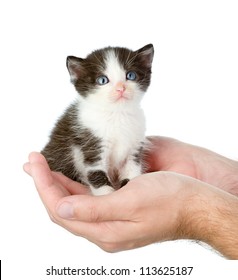 baby black and white cat