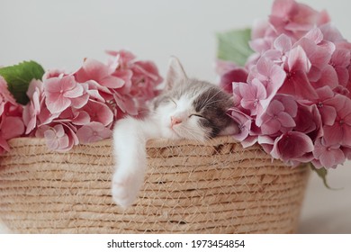 Cute little kitten sleeping in basket with beautiful pink flowers. Portrait of adorable sleepy grey and white kitty napping with hydrangea flowers in basket. Adoption concept. Sweet dreams