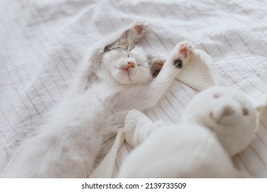 Cute little kitten sleeping on soft bed with bunny toy. Adoption concept. Adorable tired grey and white kitty taking nap and relaxing in cozy bedroom. Sweet dreams