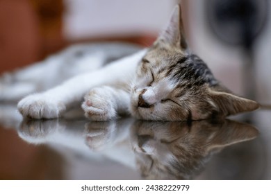 A cute little kitten sleeps on a glass table in the living room. Animal close-up photo


 - Powered by Shutterstock