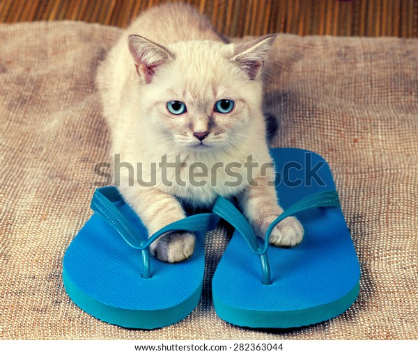 cat wearing flip flops