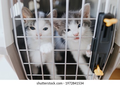 Cute Little Kittens Crying In Carrier Box. Portrait Of Two Adorable Sad Kitties Closed In Cat Transportation Cage. Poor Hungry Rescue Kittens. Adoption. Animal Transportation To Vet