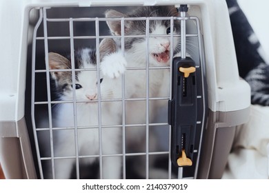 Cute Little Kittens Crying In Carrier Box. Portrait Of Two Adorable Sad Kitties Closed In Cat Transportation Cage. Poor Hungry Rescue Kittens. Adoption. Animal Transportation To Vet