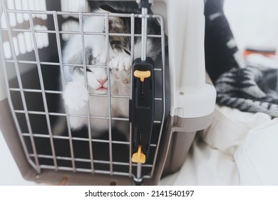 Cute Little Kittens Crying In Carrier Box. Portrait Of Two Adorable Sad Kitties Closed In Cat Transportation Cage. Poor Hungry Rescue Kittens. Adoption. Animal Transportation To Vet