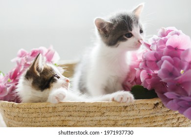 Cute little kittens relaxing in basket with beautiful pink flowers. Two adorable curious grey and white kitties playing with hydrangea flowers in basket. Adoption concept