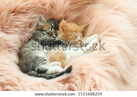 Cute little kittens sleeping on pink furry blanket