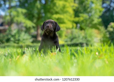 cute little labrador retriever dog puppy outdoors in nature