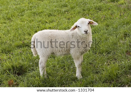 Similar – Image, Stock Photo Beautiful lamb Summer