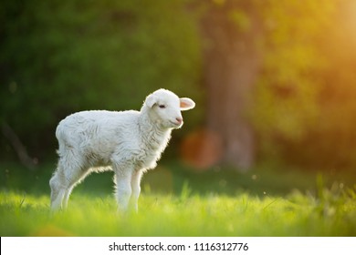 La transhumance et les troupeaux en montagne - Page 4 Cute-little-lamb-on-fresh-260nw-1116312776