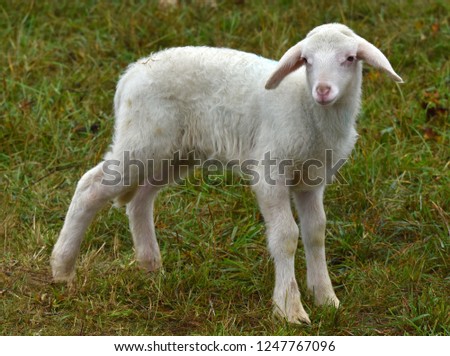 Image, Stock Photo Beautiful lamb Summer