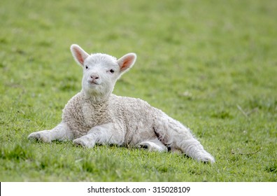 25,198 Cute lamb face Images, Stock Photos & Vectors | Shutterstock