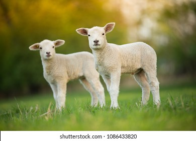 cute little lambs on fresh spring green meadow during sunrise - Shutterstock ID 1086433820