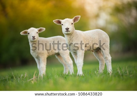 cute little lambs on fresh spring green meadow during sunrise
