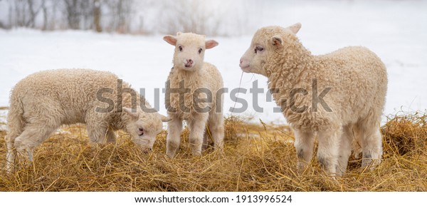 cute little lambs in\
winter