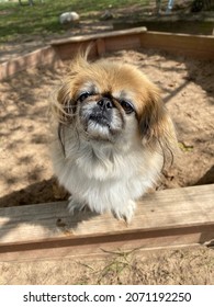 Cute Little Long Haired Pekingese Dog Playing In Sandbox On Sunny Day Outside 