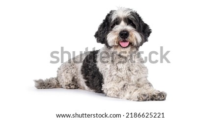 Cute little mixed breed Boomer dog, laying down side ways. Looking towards camera with friendly brown eyes. Isolated on white background. Mouth slightly open, showing tongue,