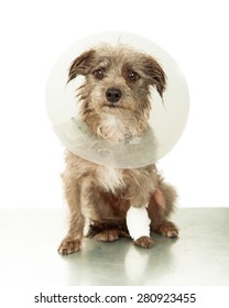 A cute little mixed breed dog with an injured leg wearing a plastic cone white sitting on an emergency veterinary clinic table