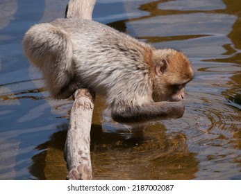 A Cute Little Monkey Drinking Water In Apenheul Primate Park In Apeldoorn, Netherlands