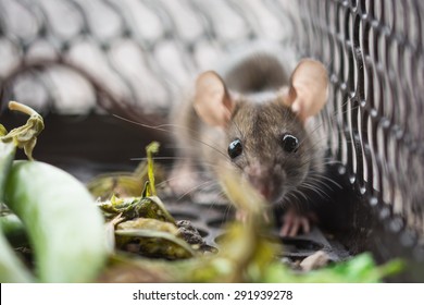 mouse in cage