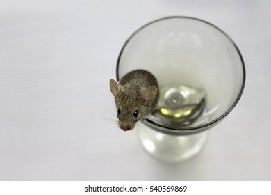 mouse in glass