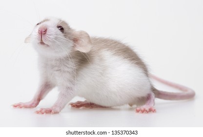 Cute Little Mouse Isolated On A White Background