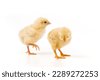 poultry white background
