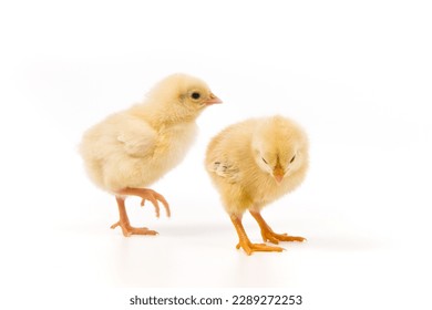 cute little newborn baby chick isolated on white background - Powered by Shutterstock