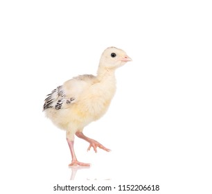 Cute Little Newborn Chicken Turkey, Isolated On White Background. One Young Nice Big Bird.
