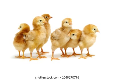 Chick Group