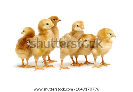 cute little newborn chickens isolated on white background