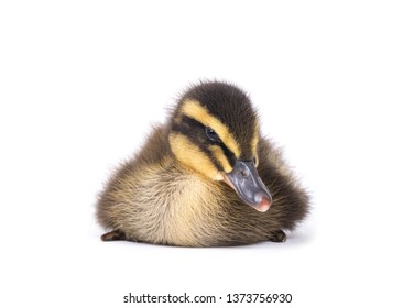 Cute little newborn fluffy duckling. One young duck isolated on a white background. - Powered by Shutterstock