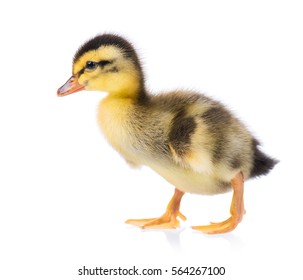 Royalty Free Baby Duck Stock Images Photos Vectors Shutterstock