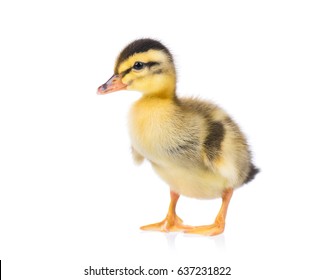 Cute Little Newborn Fluffy Duckling. One Young Duck Isolated On A White Background. Nice Small Bird.