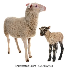 a cute little newborn lamb and its mother isolated on white