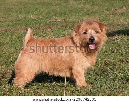    Cute little Norfolk Terrier dog with docked tail      