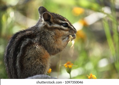 cute little north american eastern chipmunk in Yellowstone National Park Wyoming like a siberian chipmunk, least chipmunk, yellow-pine chipmonk, red-tailed chip monk Chip & Dale