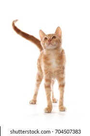 orange tabby cat white background