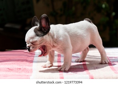 are french bulldogs pedigree