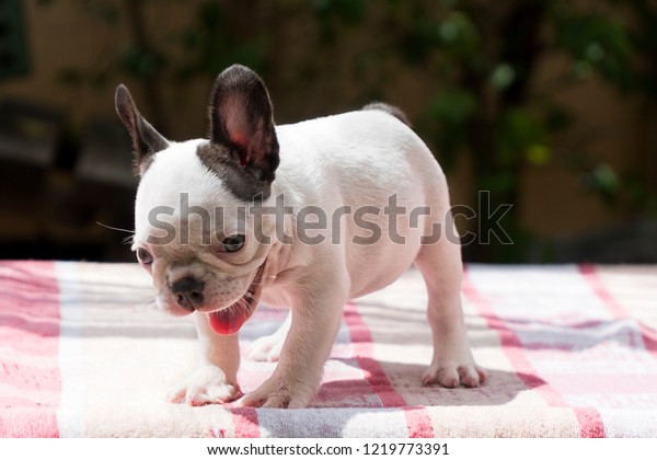 are french bulldogs pedigree