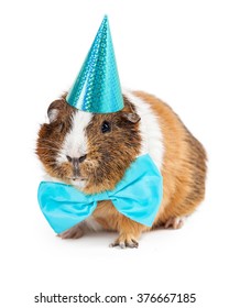 Cute Little Pet Guinea Pig Wearing A Blue Bow Tie And Party Hat