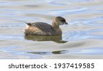 A cute little Pied-billed Grebe 