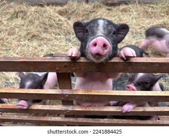 Cute little piglet in the farm - Powered by Shutterstock