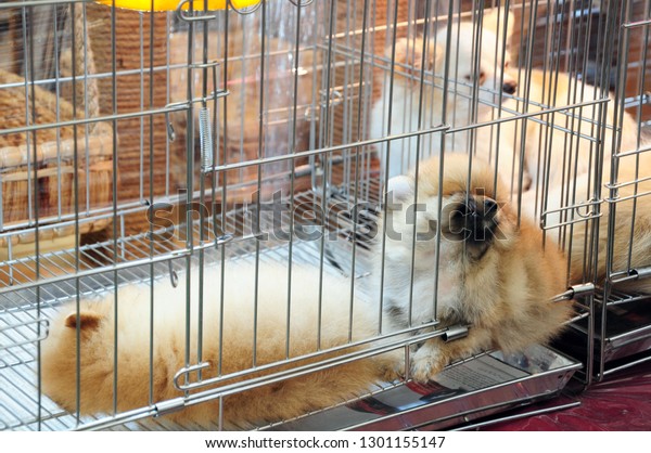 little furry dogs for sale