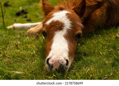 Cute little pony laying calmly on the grass and looking into the camera. Just couple days old horse enjoying a beautiful weather and having resting in the sun. Wild horse baby in hills of Shropshire.