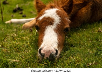 Cute little pony laying calmly on the grass and looking into the camera. Just couple days old horse enjoying a beautiful weather and having resting in the sun. Wild horse baby in hills of Shropshire.